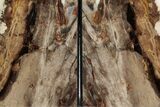 Tall Petrified Wood Bookends #382175-1